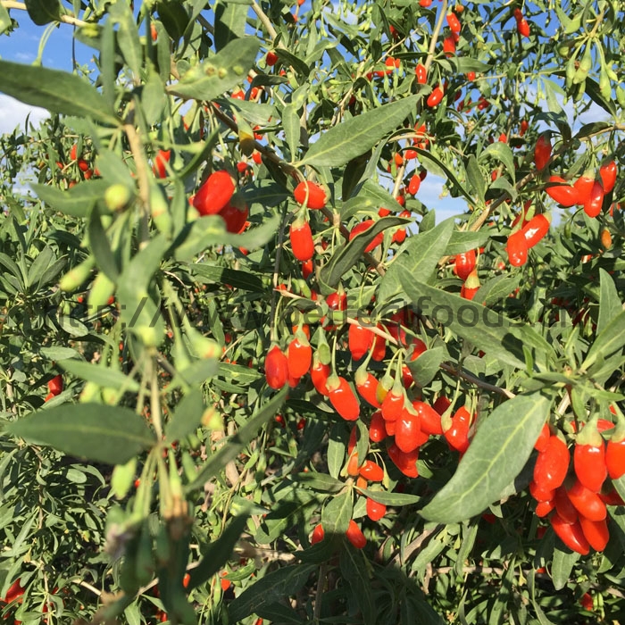 GOJI BERRY