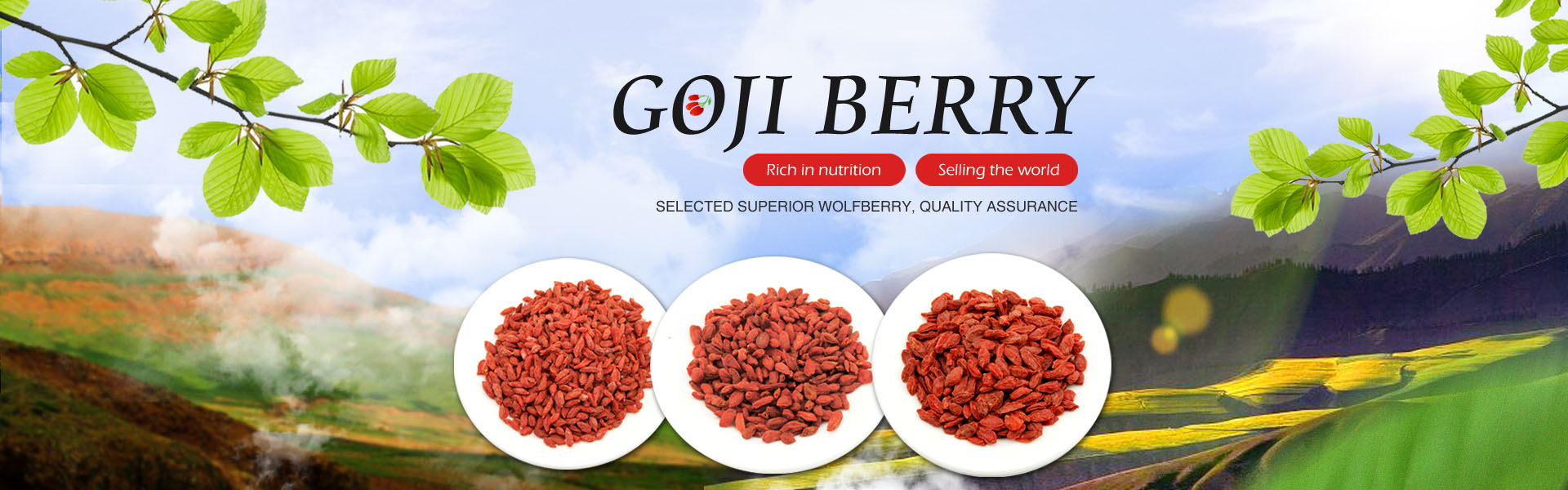 GOJI BERRY,QINGDAO PERFECT IMPORT&EXPORT CO., LTD.